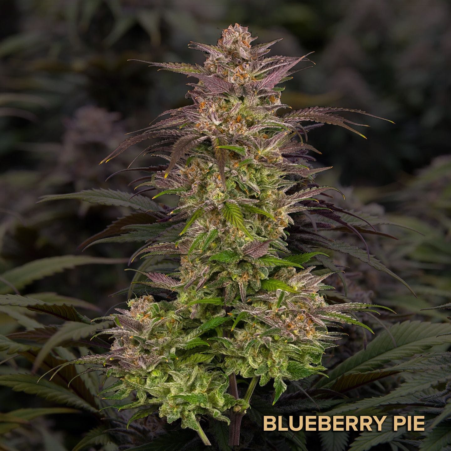 Photograph of product: Blueberry Pie (TAX INCLUDED) - 28g
