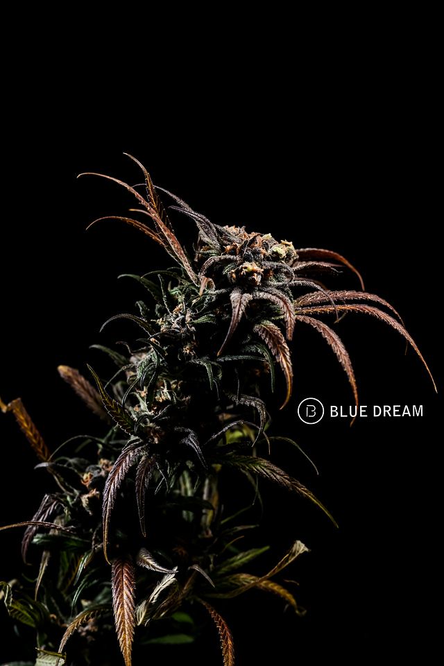 Photograph of product: BOLD | Blue Dream | Flower | 1g