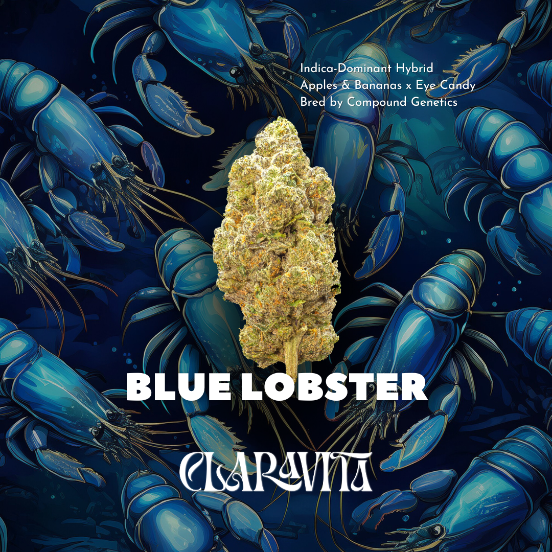Photograph of product: Blue Lobster | Flower | 3.5g | by Claravita