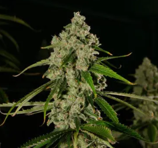 Photograph of product: AGL 14g White Durban (S) 00778