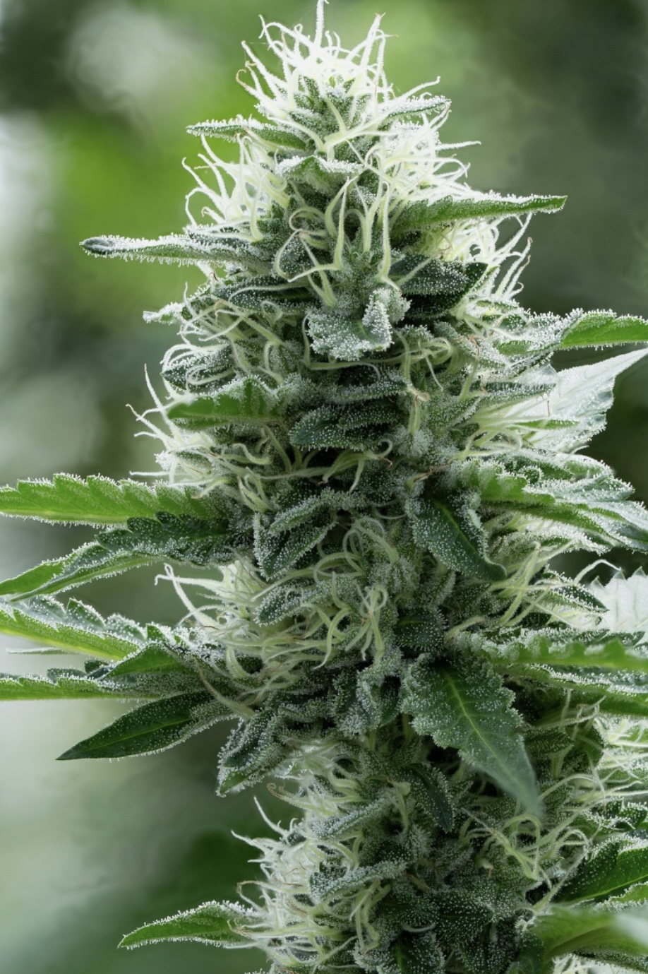 Photograph of product: Farm Flourish - Chantilly - 3.5g
