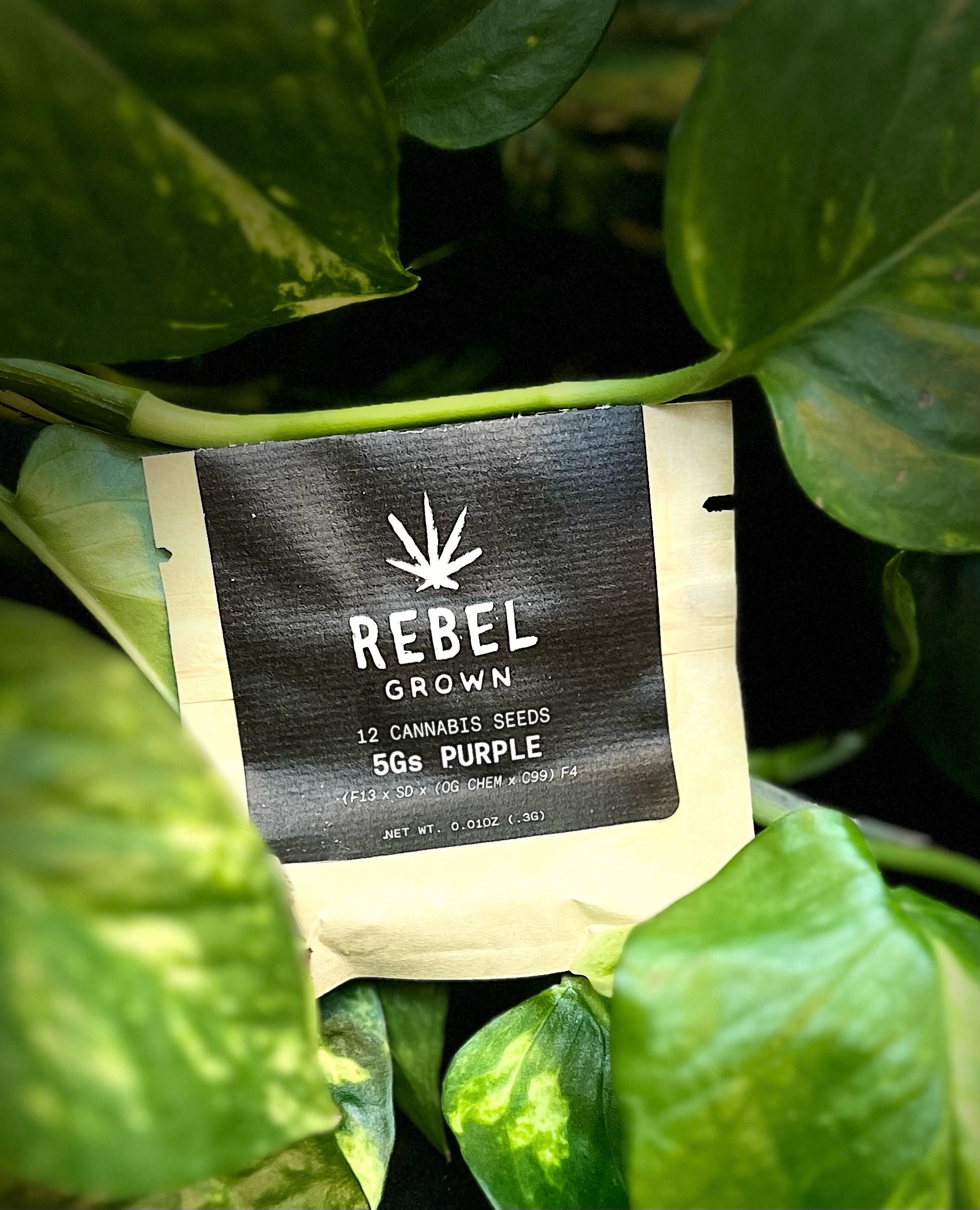 Photograph of product: 5gs Purple - Seed Pack - Regular - 12pack
