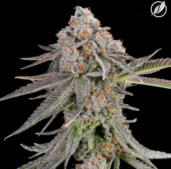 Photograph of product: Magenta Dream | Pre-Pack | 3.5g | 26065