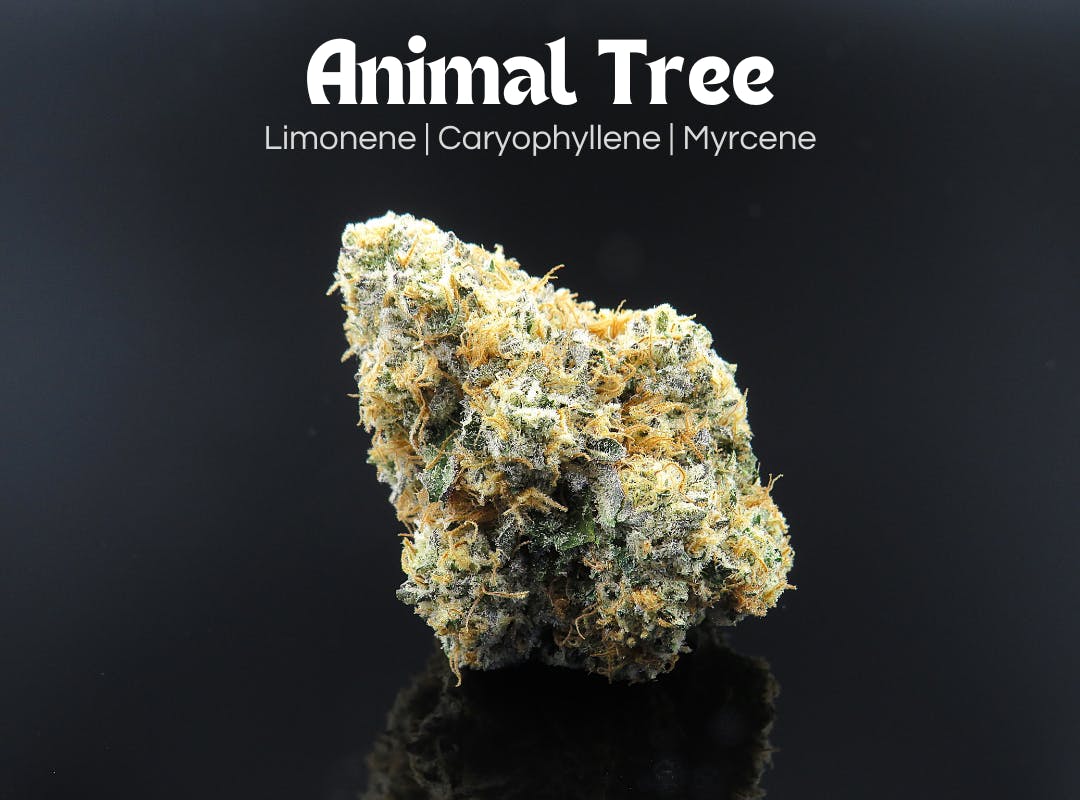 Photograph of product: Animal Tree