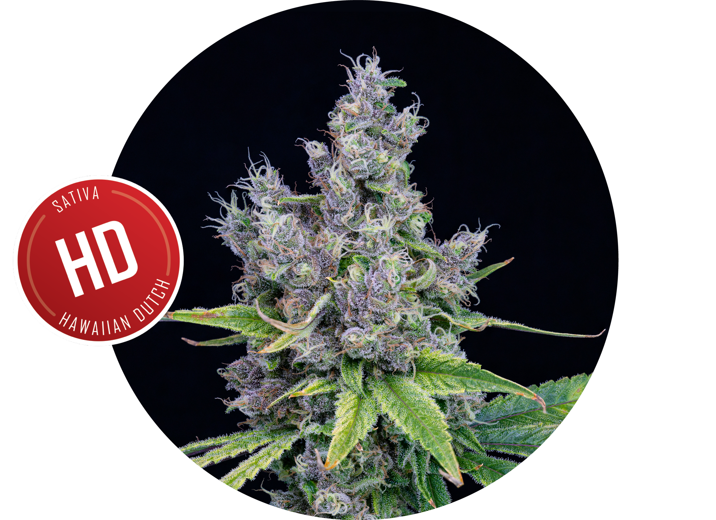Photograph of product: SubX - Hawaiian Dutch - 3.5g