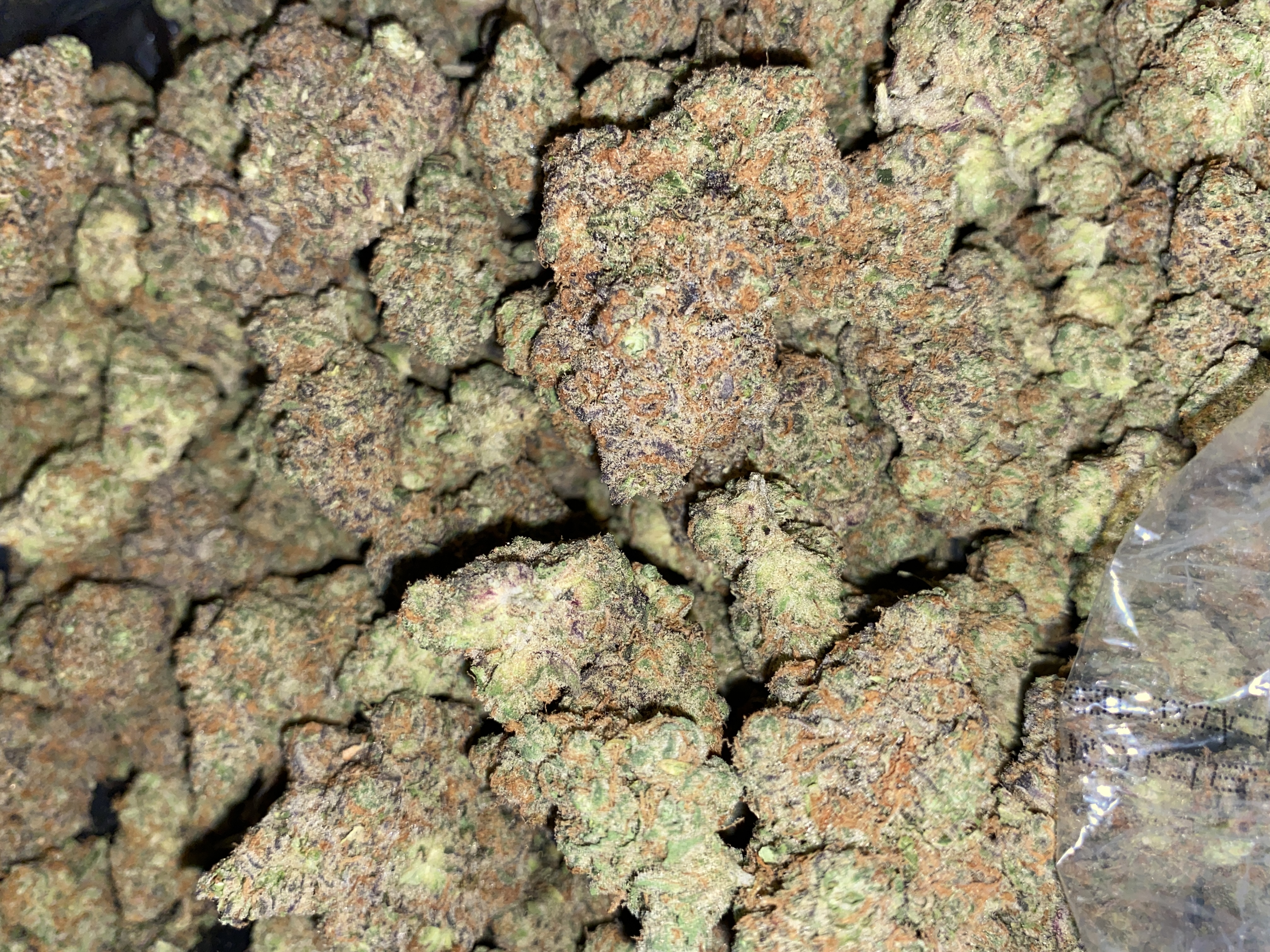 Photograph of product: Gelato | Premium Flower - 14g