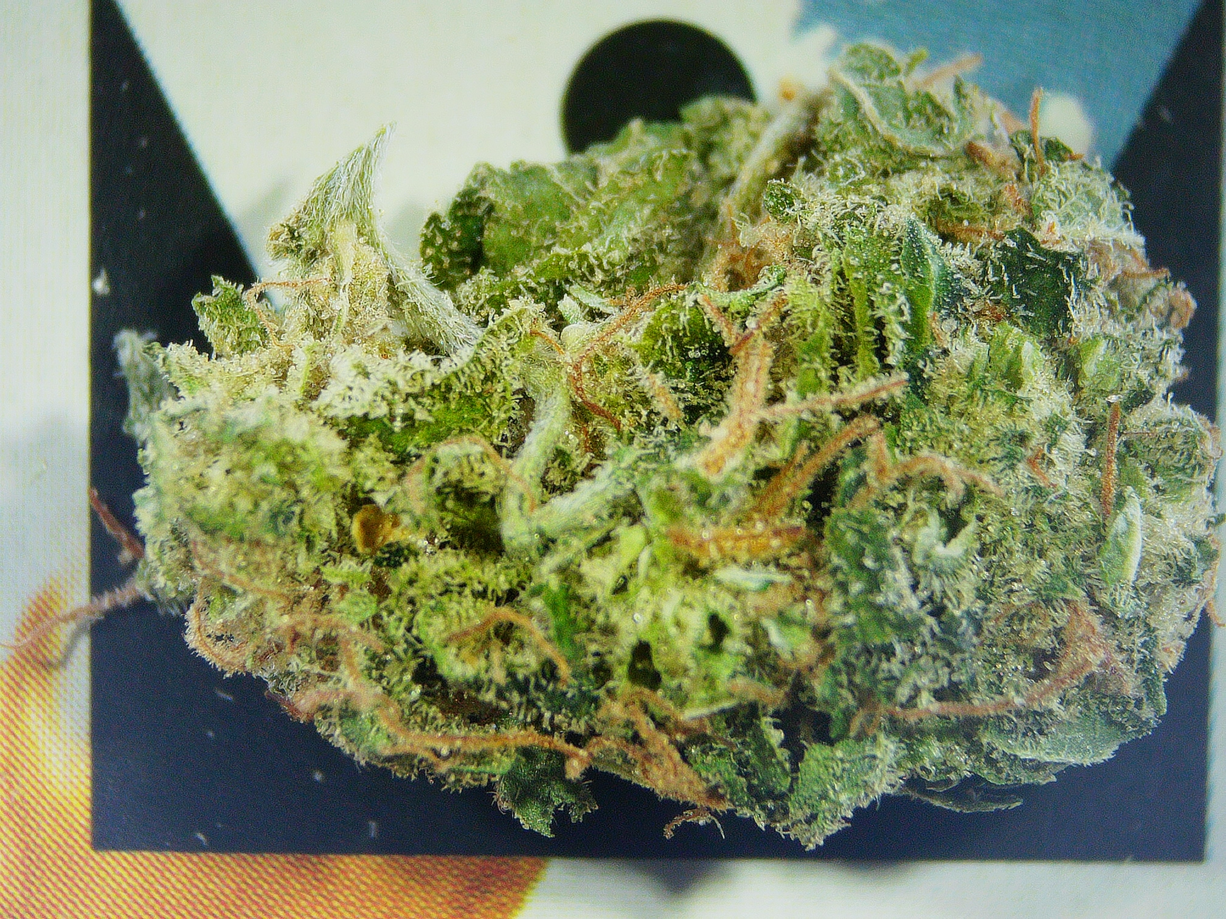 Photograph of Product: WL Kimmy Kush 1/8th - 3.5g