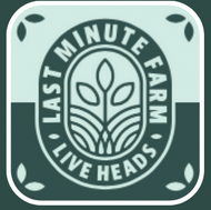 Photograph of product: Live Heads (90  ): Strawnana