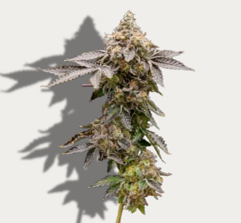 Photograph of Product: Wild OG - Vertical Cannabis - 3.5g Pre-Packaged