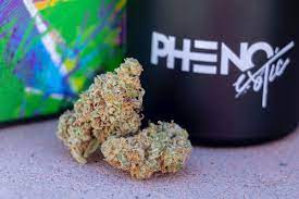 Photograph of product: Pheno Exotic | Bubblegum Sherb x Biscotti Sherb | Flower {12} - 14g