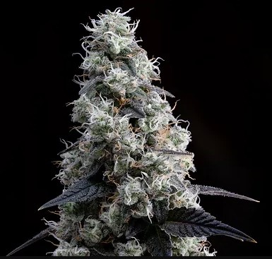 Photograph of product: 3.5G FIRST CLASS FUNK PRE-PACKED