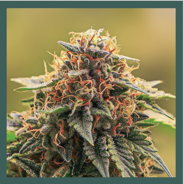Photograph of product: Clones - Melonade #8