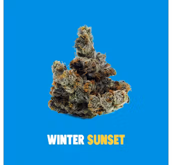 Photograph of product: Buoyant Bob Winter Sunset Flower - 3.5g