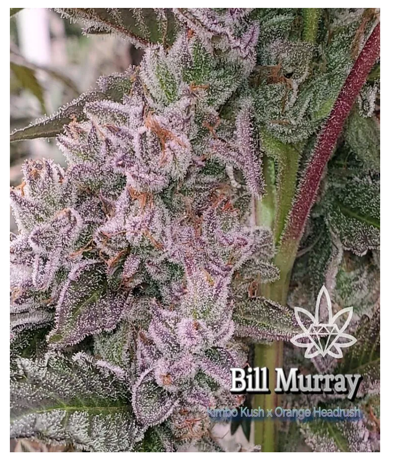 Photograph of product: Bill Murray - 3.5g