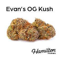 Photograph of product: Hamilton Farms - Evan's OG Kush 3.5g