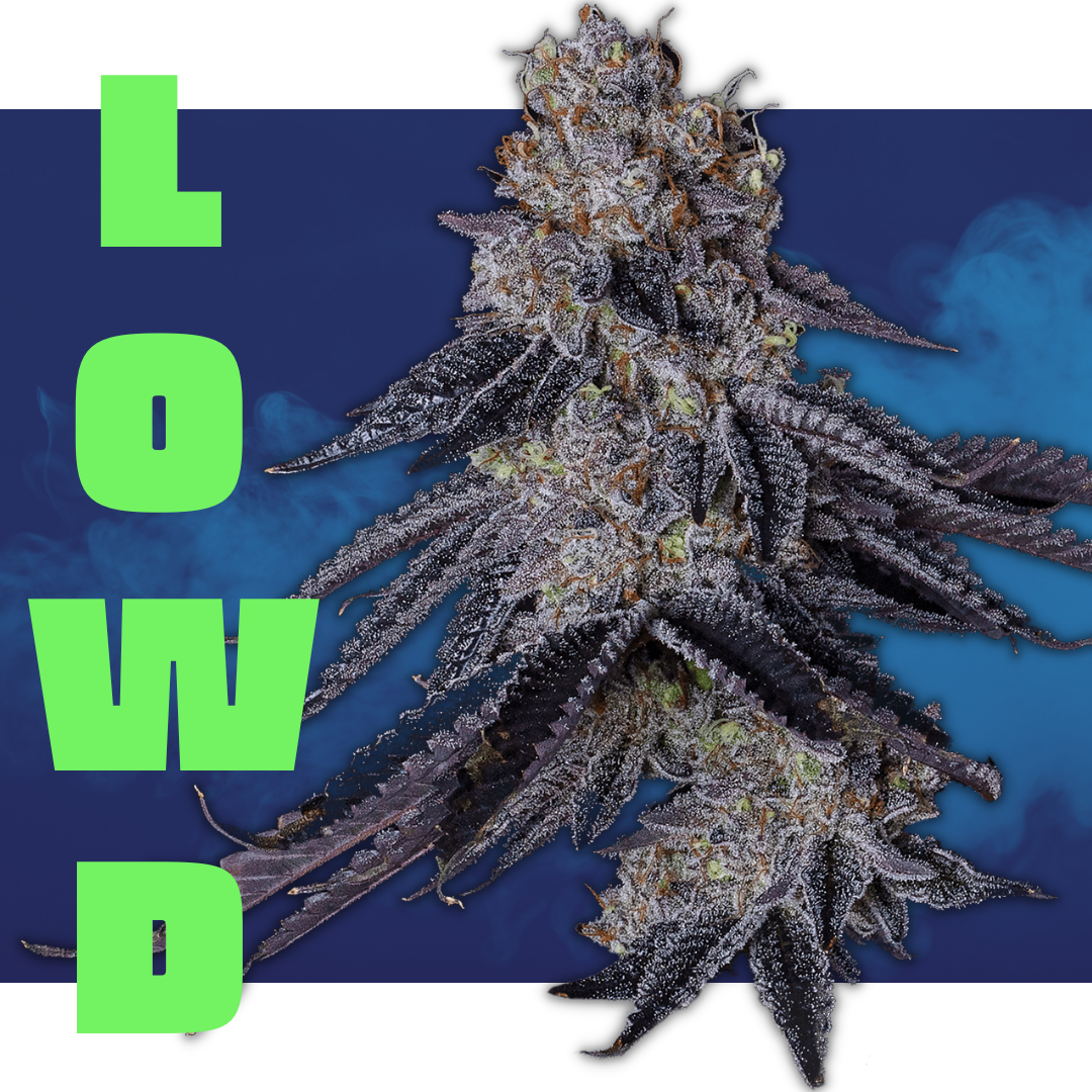 Photograph of product: LOWD - Cake Mints - Elite Shelf Flower - 28g