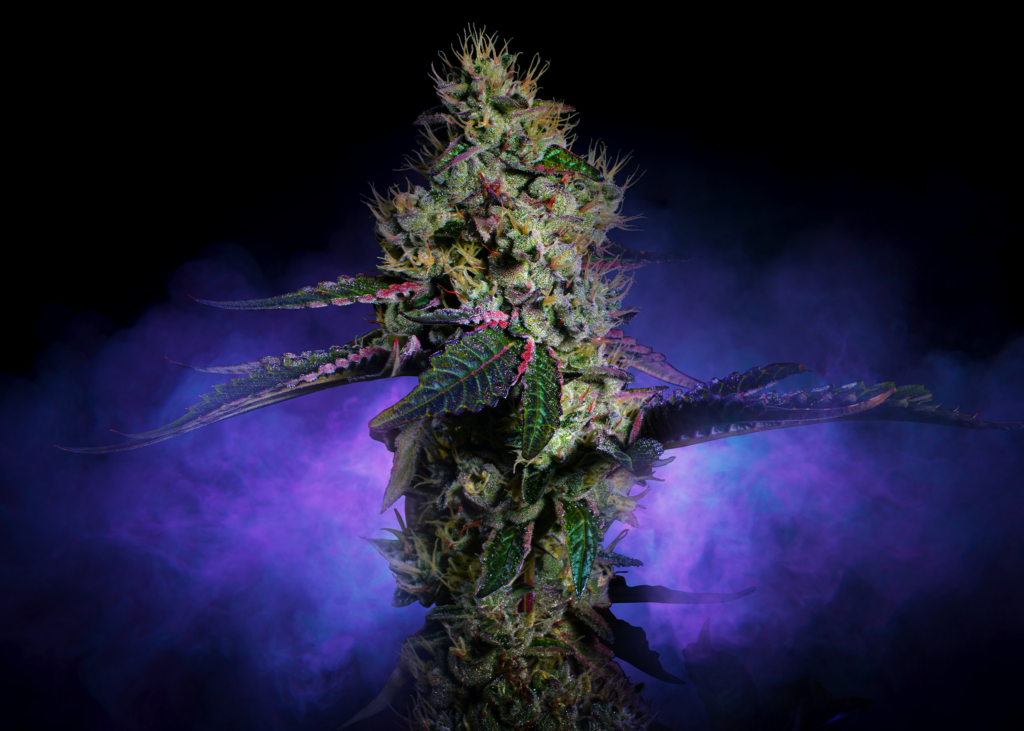 Photograph of product: B Scout Flower 3.5g T29.53% I C0010000693