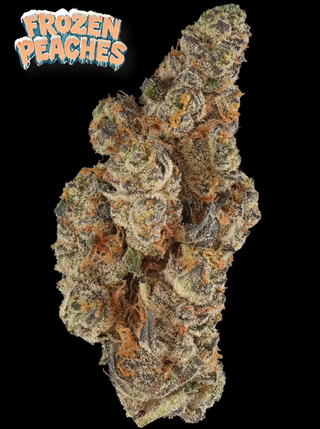 Photograph of product: Prolific - Frozen Peaches 3.5g Flower