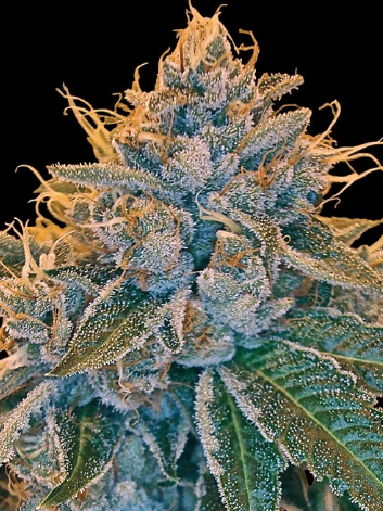 Photograph of product: CAM Kosher Kush - 7g