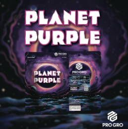 Photograph of product: PRO GRO | PLANET PURPLE | HYBRID | PRE-PACKED | 3.5G | REC