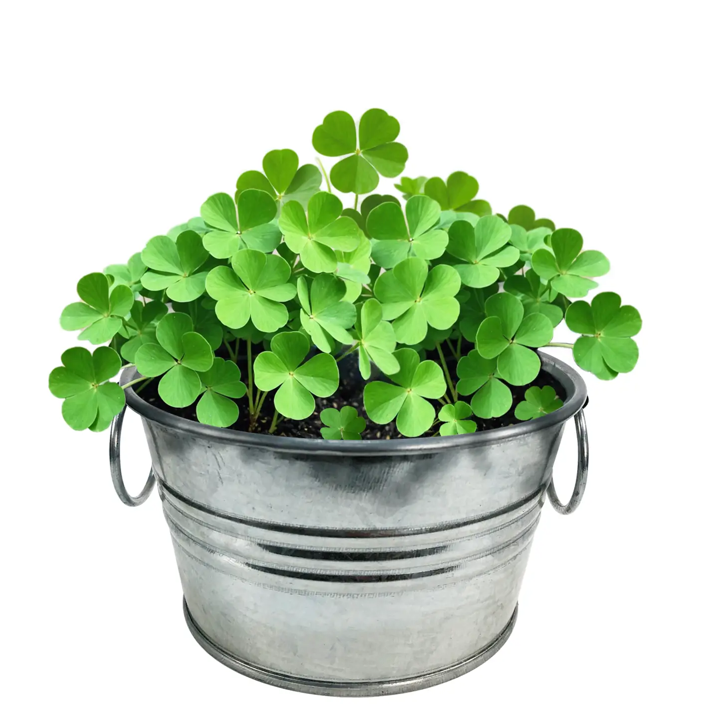 Photograph of product: Silver Circle Products - Pot O' Good Luck