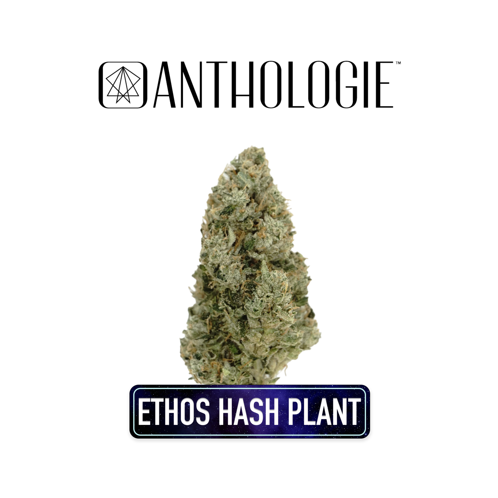 Photograph of product: Ethos au chocolat Plant Buds | 7g