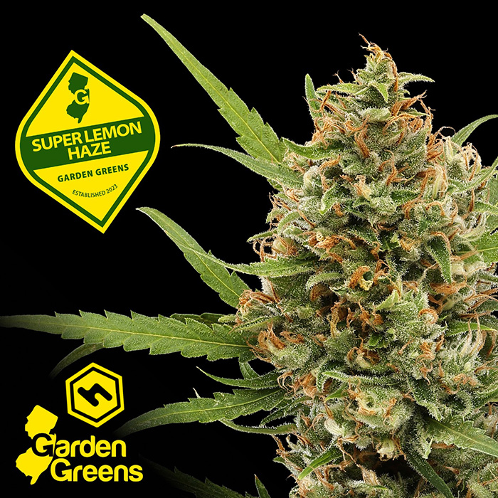 Photograph of product: Super Lemon Haze 3.5g