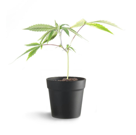 Photograph of product: Hibiscus Ice Teen Starter Clone - Pacific Reserve