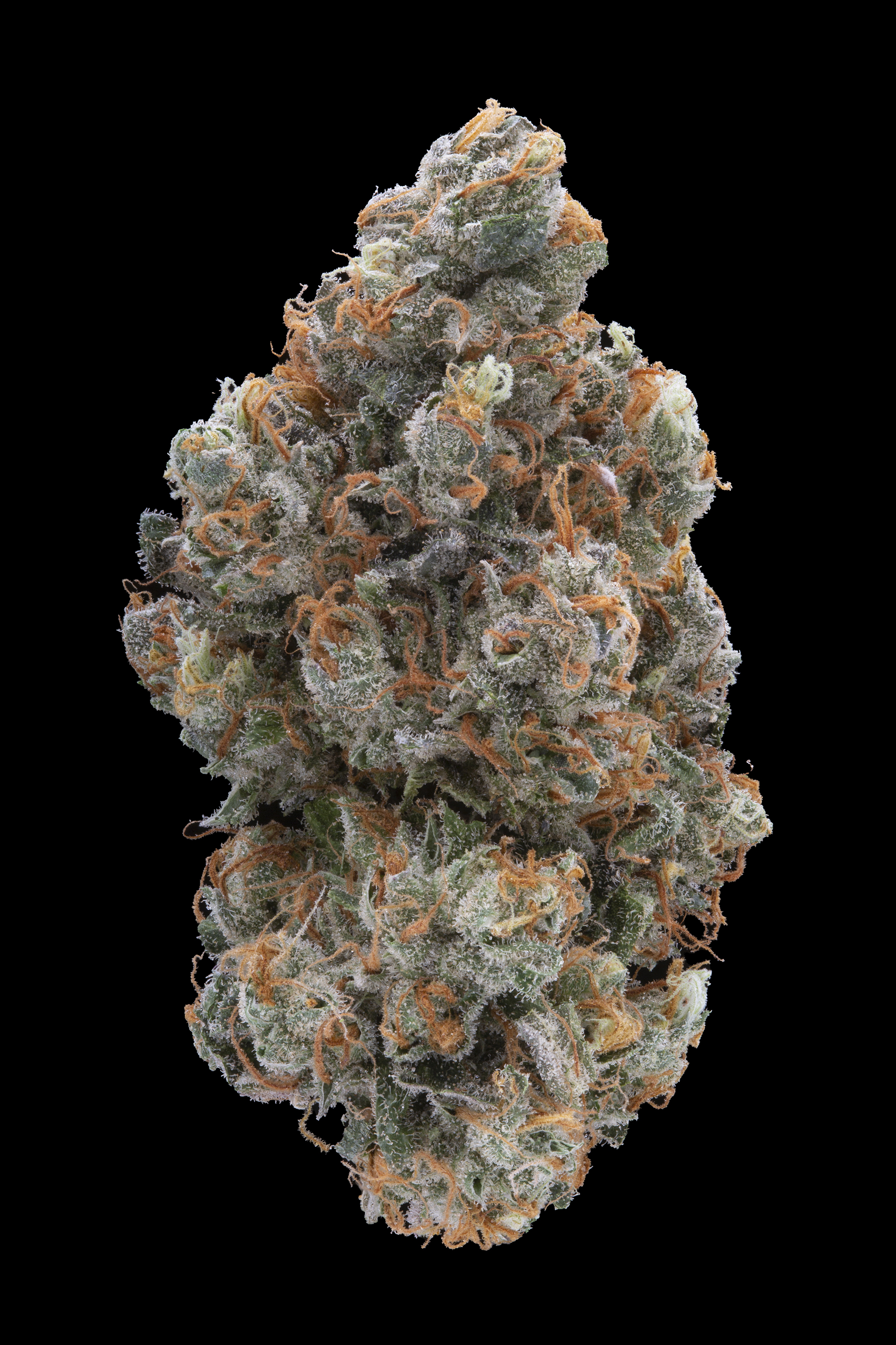 Photograph of product: Feminized 6pk - Gelato 33 x Mother Pucker
