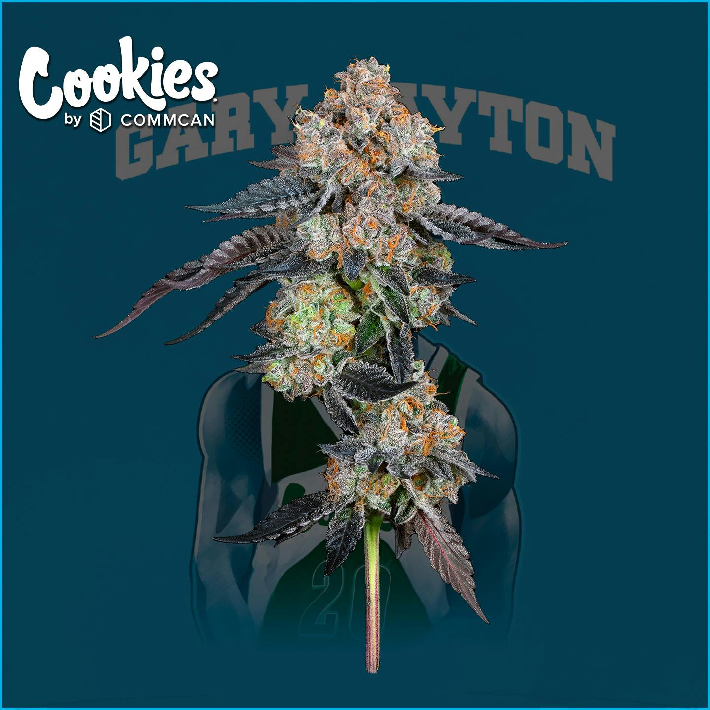 Photograph of product: Gary Payton