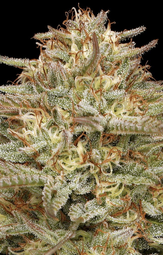 Photograph of product: Orange Cream Pop | 1g Pre-Roll | SMASH Hits