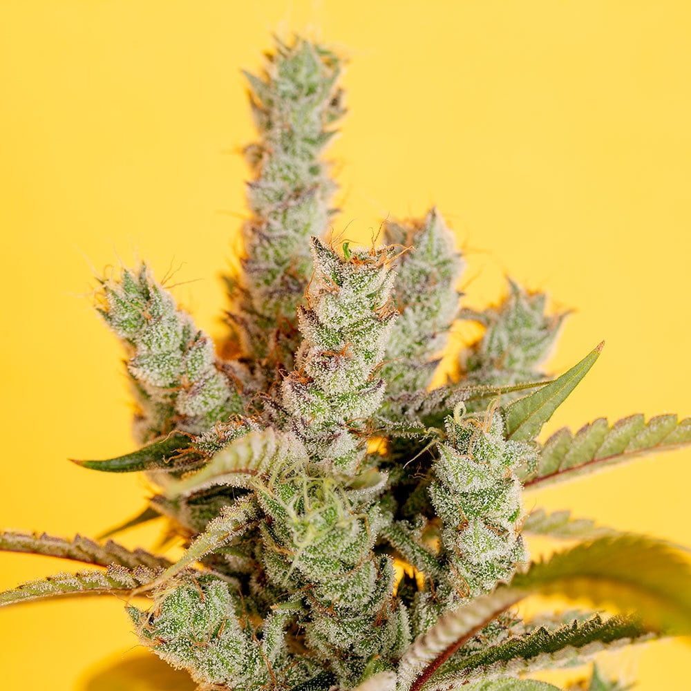 Photograph of product: Medizin | Banana OG - 3.5g
