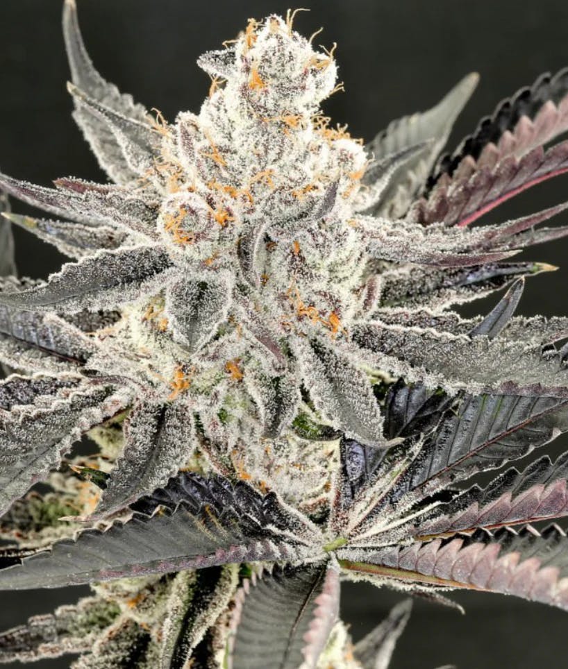 Photograph of product: Sour Maui | Flower - 
