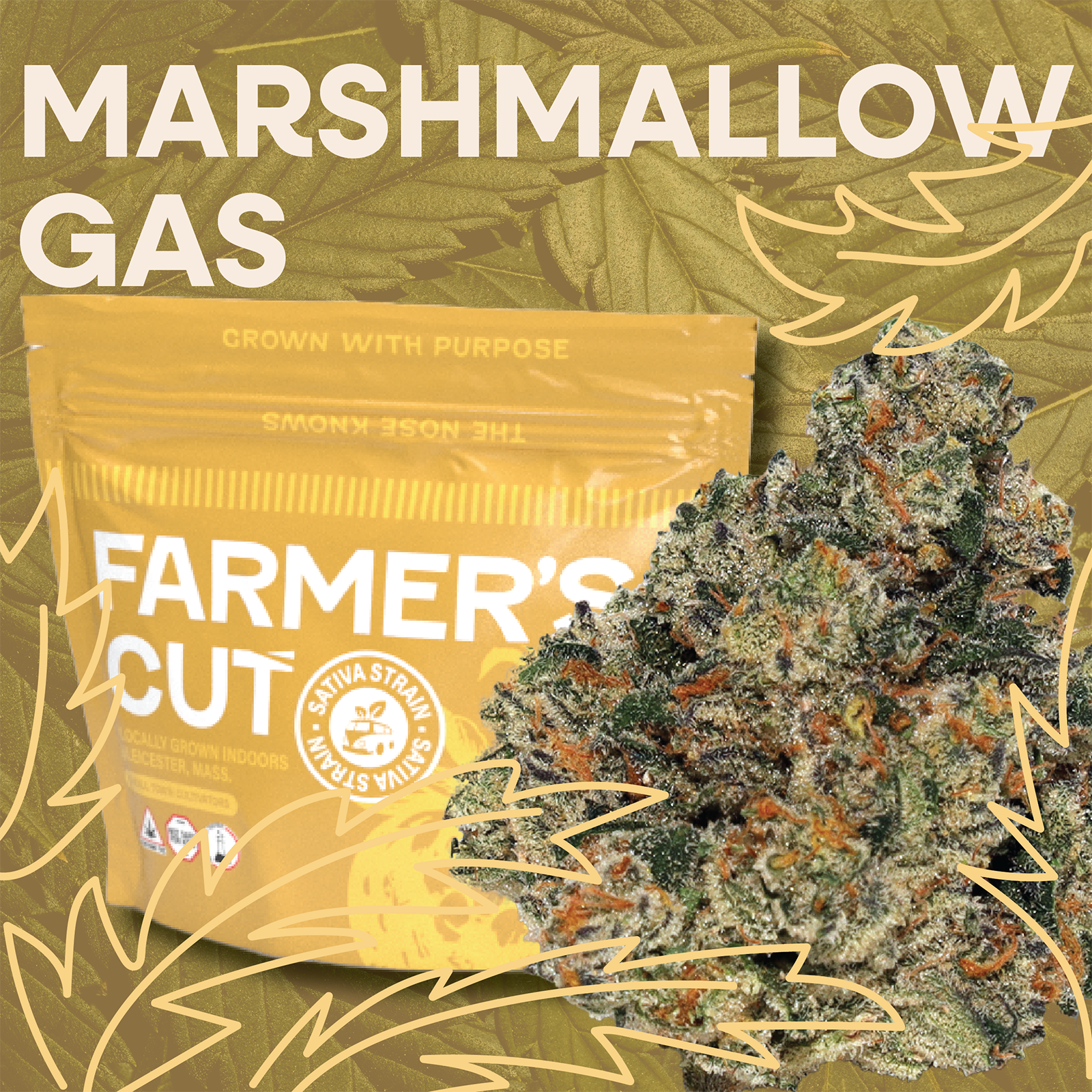 Photograph of product: Marshmallow Gas Flower | 3.5g - Farmer's Cut