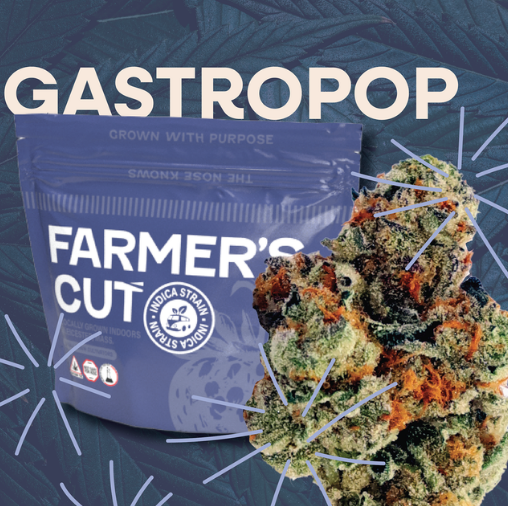 Photograph of product: Gastro Pop Strain | Flower 3.5g - Discover