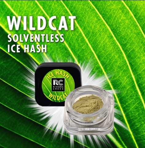 Photograph of product: Wild Cat | au chocolat | 0.5g