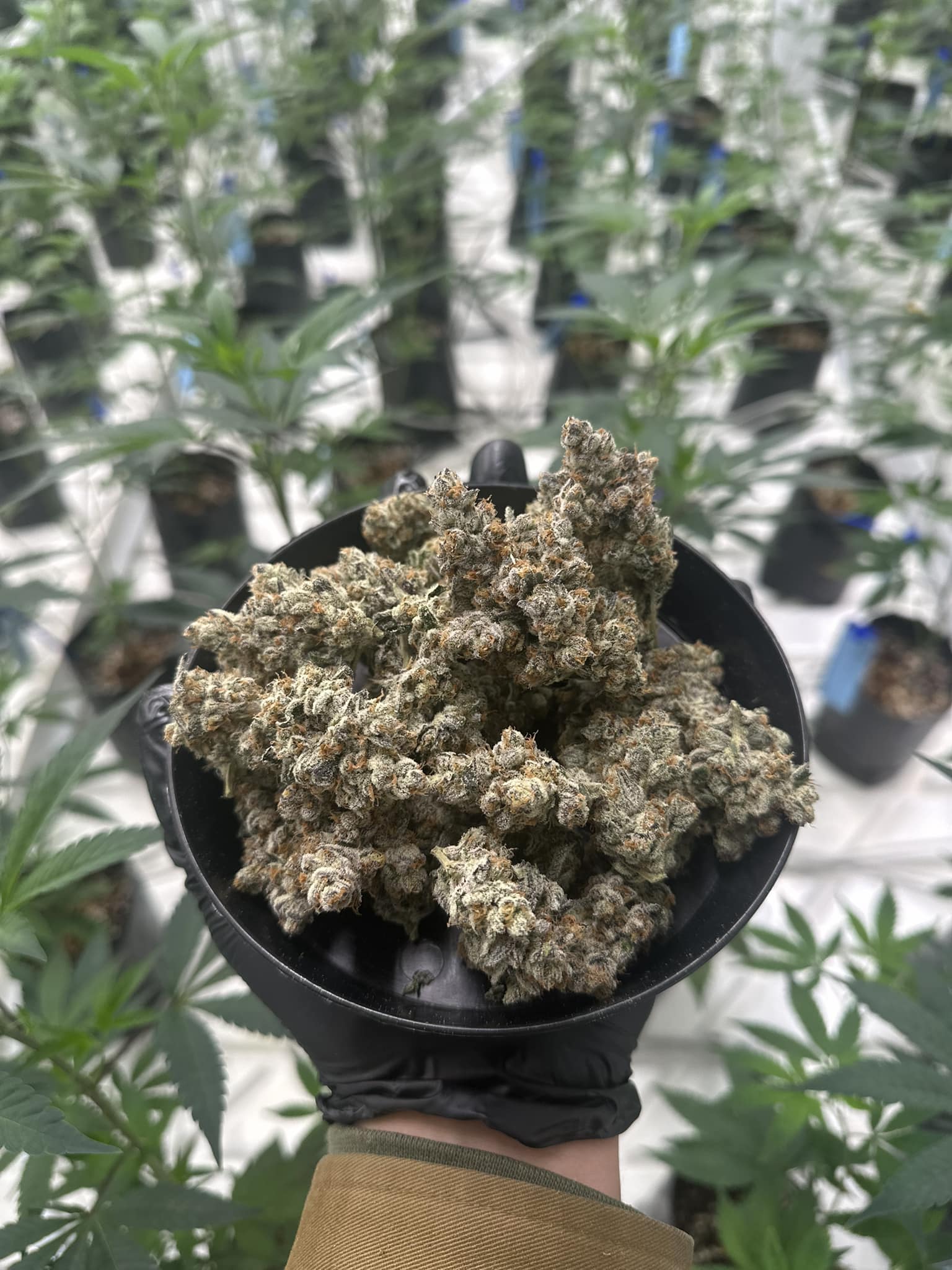 Photograph of product: Presidential Runtz| Bulk Flower | Dr.JC's Exotics - 28g