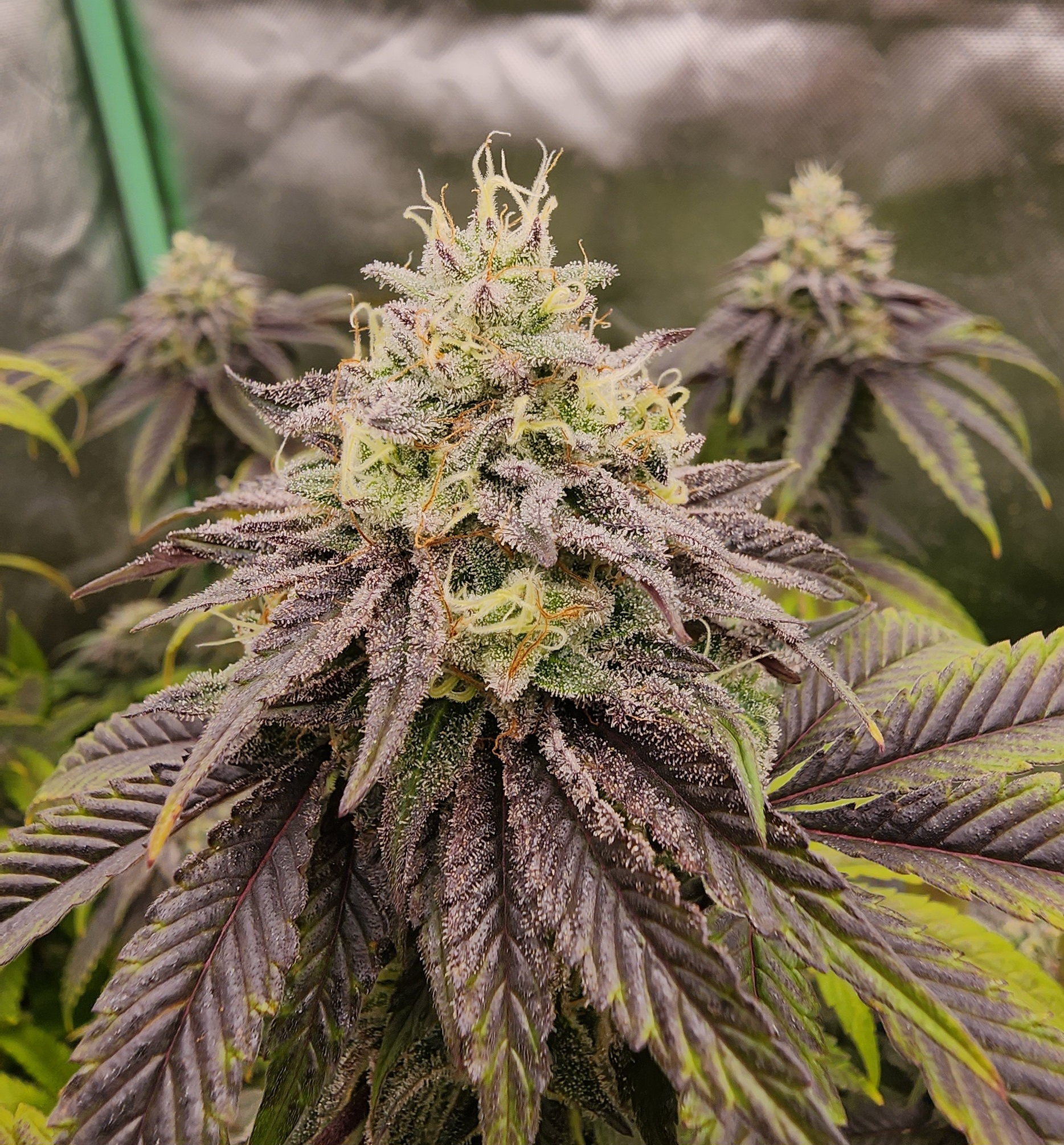 Photograph of product: Tao Labs | Iron Lungs | Bulk Flower - 28g
