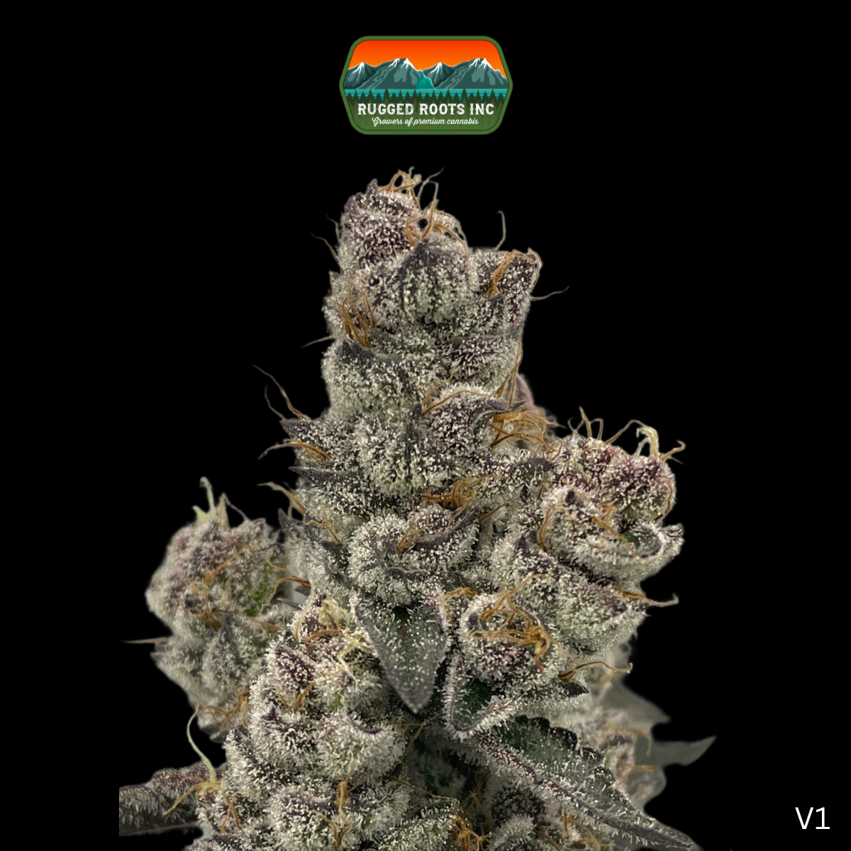 Photograph of product: Rugged Roots | Bahama Mama 3.5g