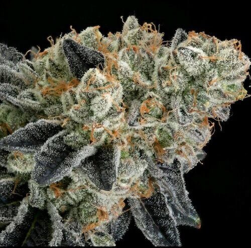 Photograph of product: Locol Love - Caked Up Cherries - Bulk Buds - 1g