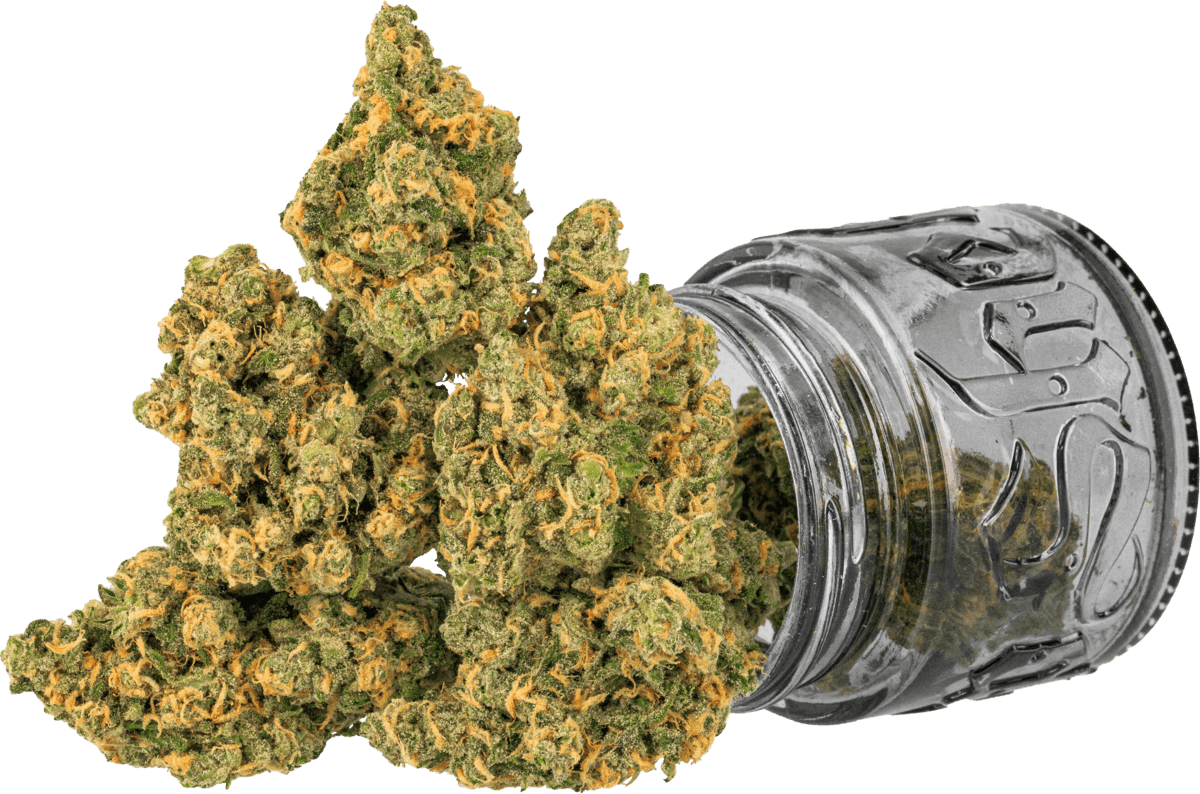 Photograph of product: TOP SHELF CULTIVATION - FLOWER - - Oui'd - BLUE DREAM - 3.5g