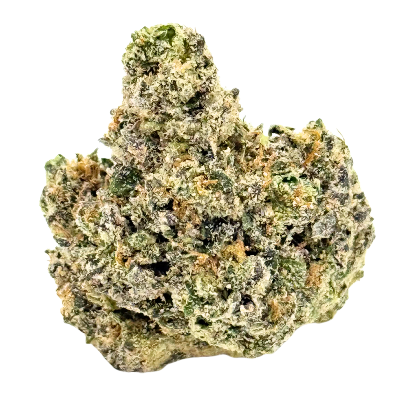 Photograph of product: Bulk Flower | Sherb Cream Pie - 14g