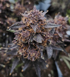 Photograph of product: GMO x Mendo Breath | 7g