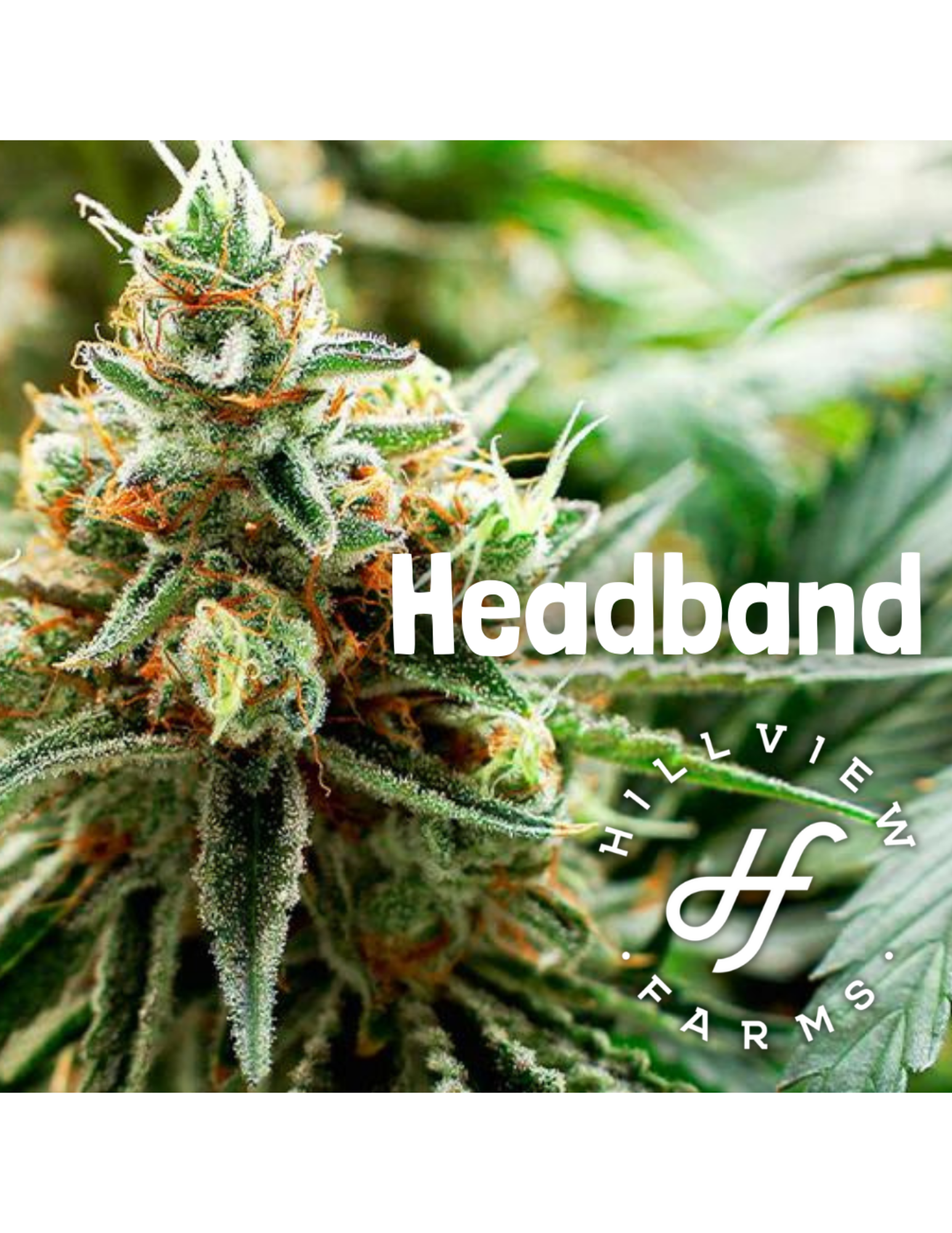 Photograph of product: Hillview Farms - Headband - Bud - 3.5g