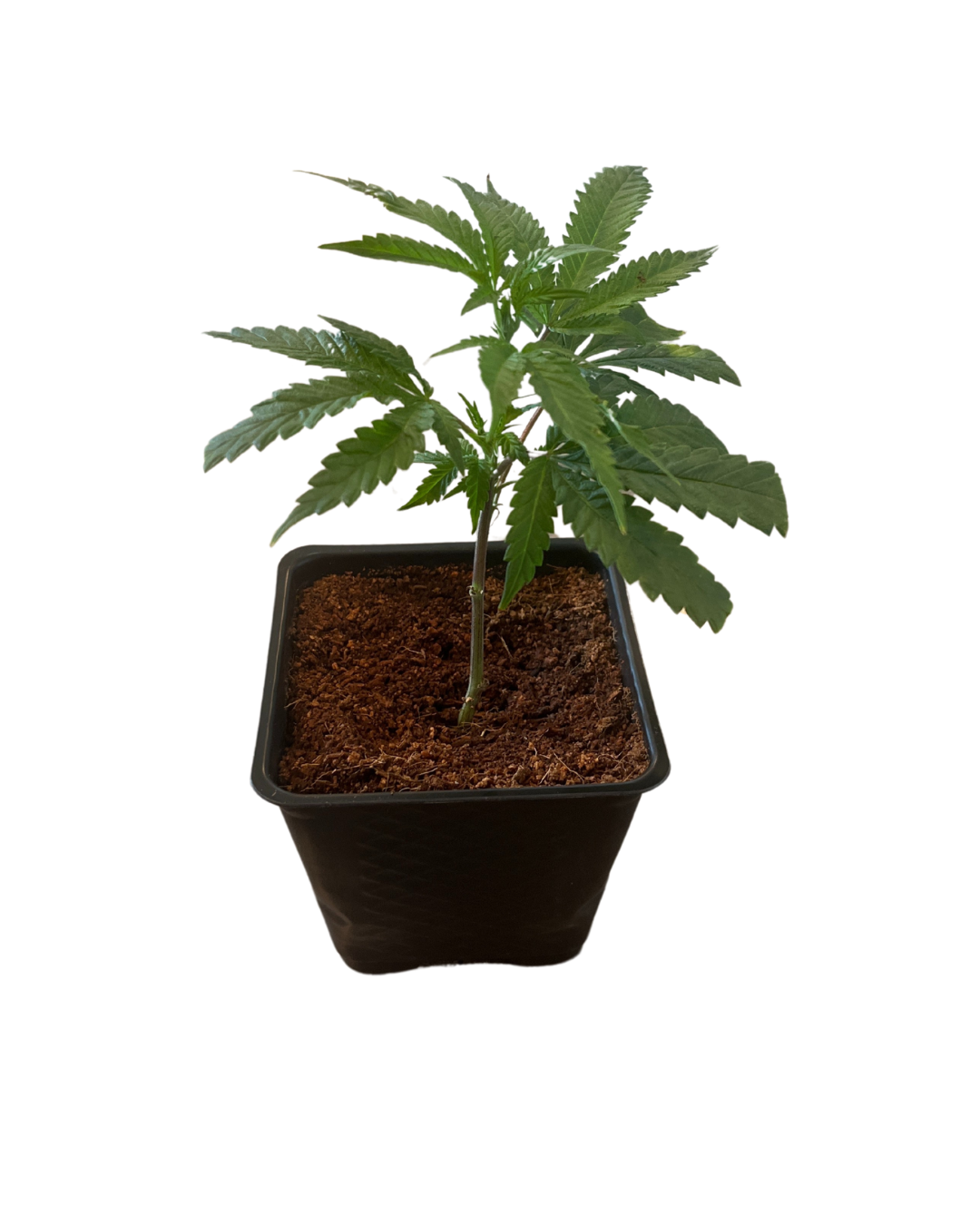 Photograph of product: Exotic Nurseries | Don Mega | Clones