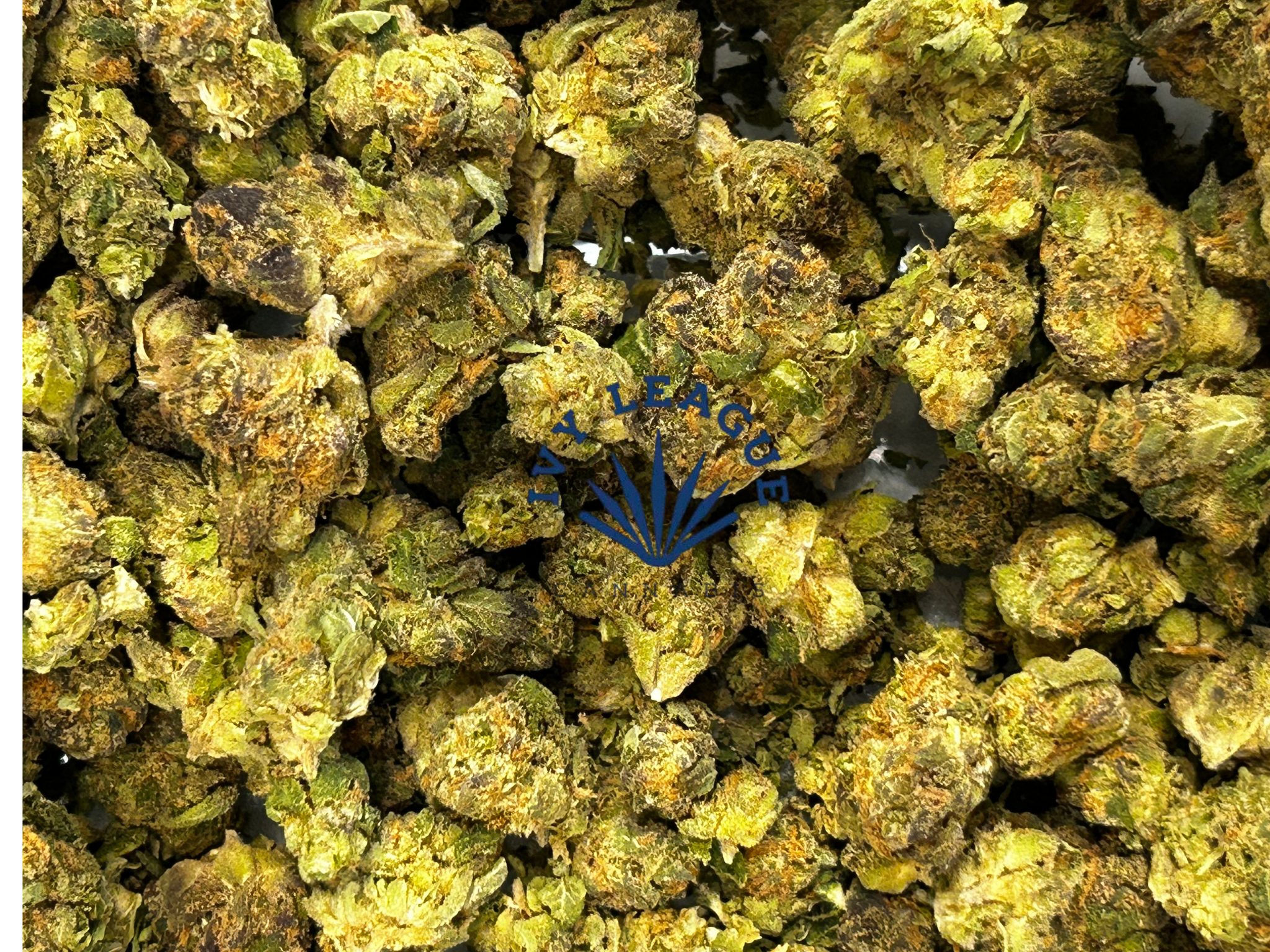 Photograph of product: Goldkine | Animal Tree | Deli - 28g