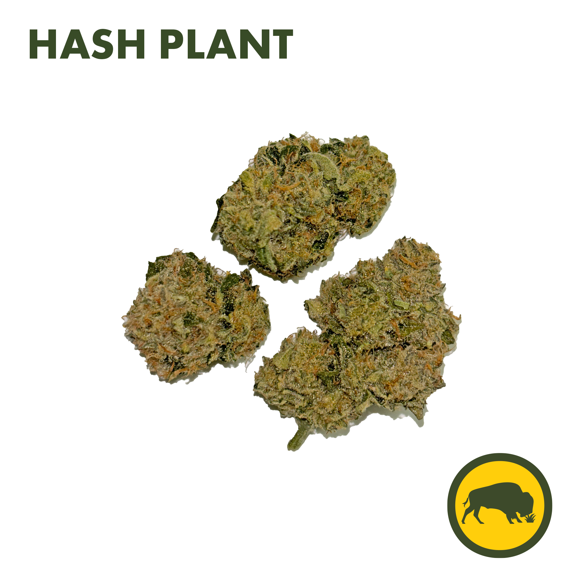 Photograph of product: Bison Botanicals - au chocolat Plant - Oui'd/Hybrid - 3.5g
