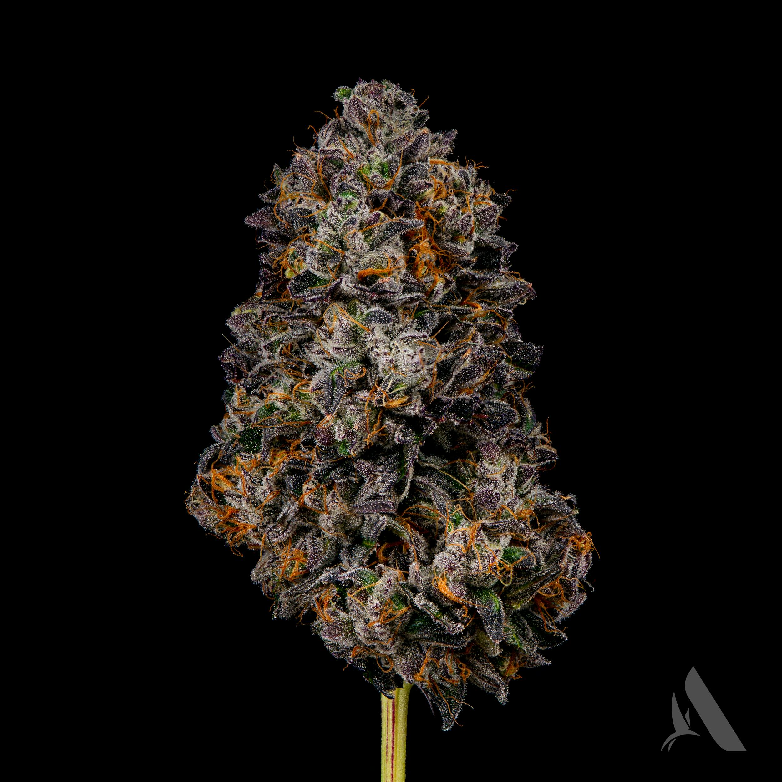 Photograph of product: Affinity The Soap Flower T19.71% (S) 00384