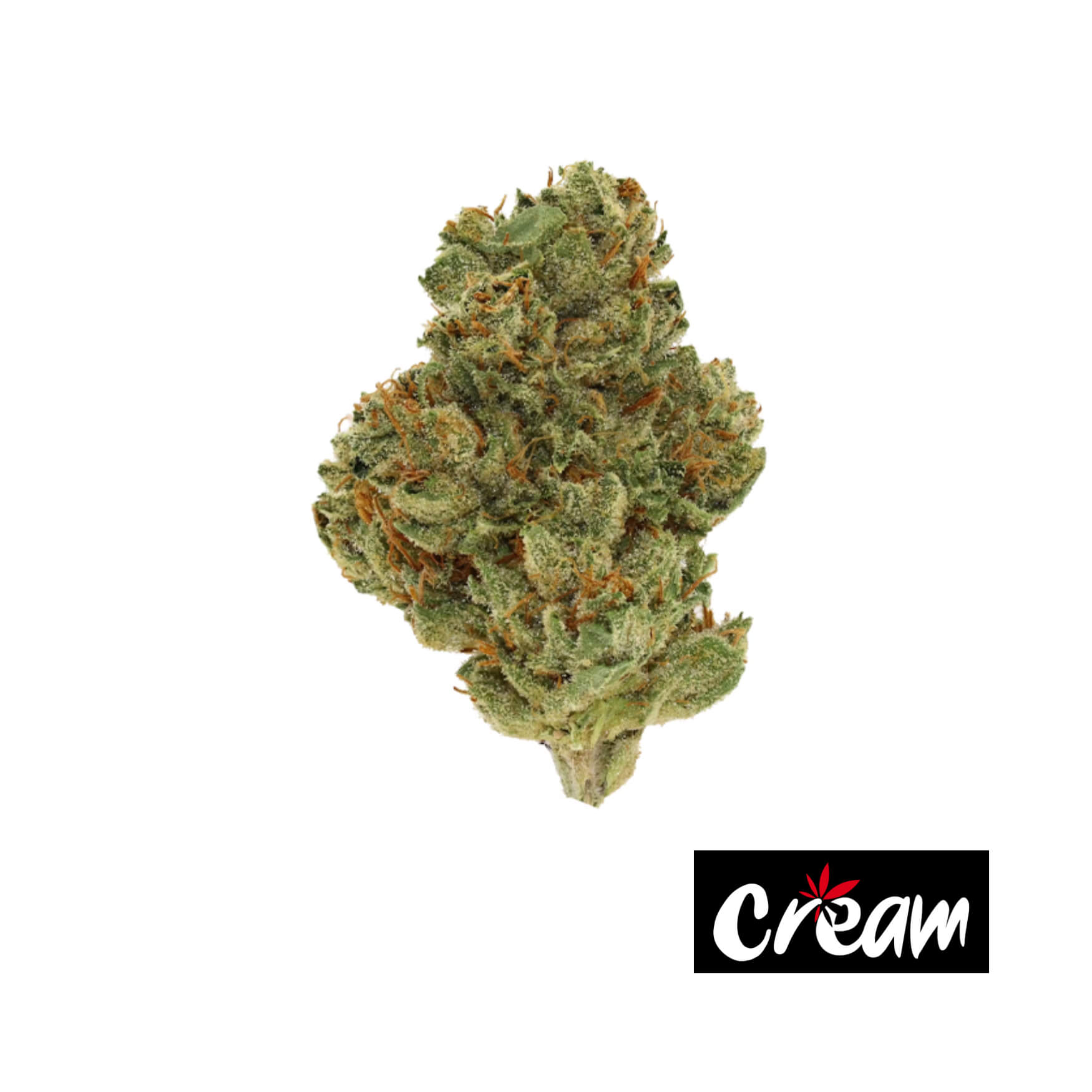 Photograph of product: Brownie Scout, Small Buds (Popcorn) - 7g