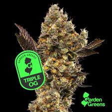 Photograph of product: Triple OG ~ Infused